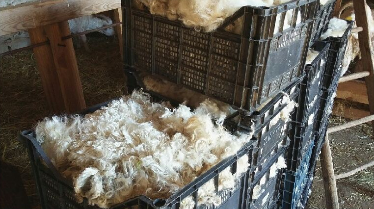 chevre mohair atelier fibre laine tonte