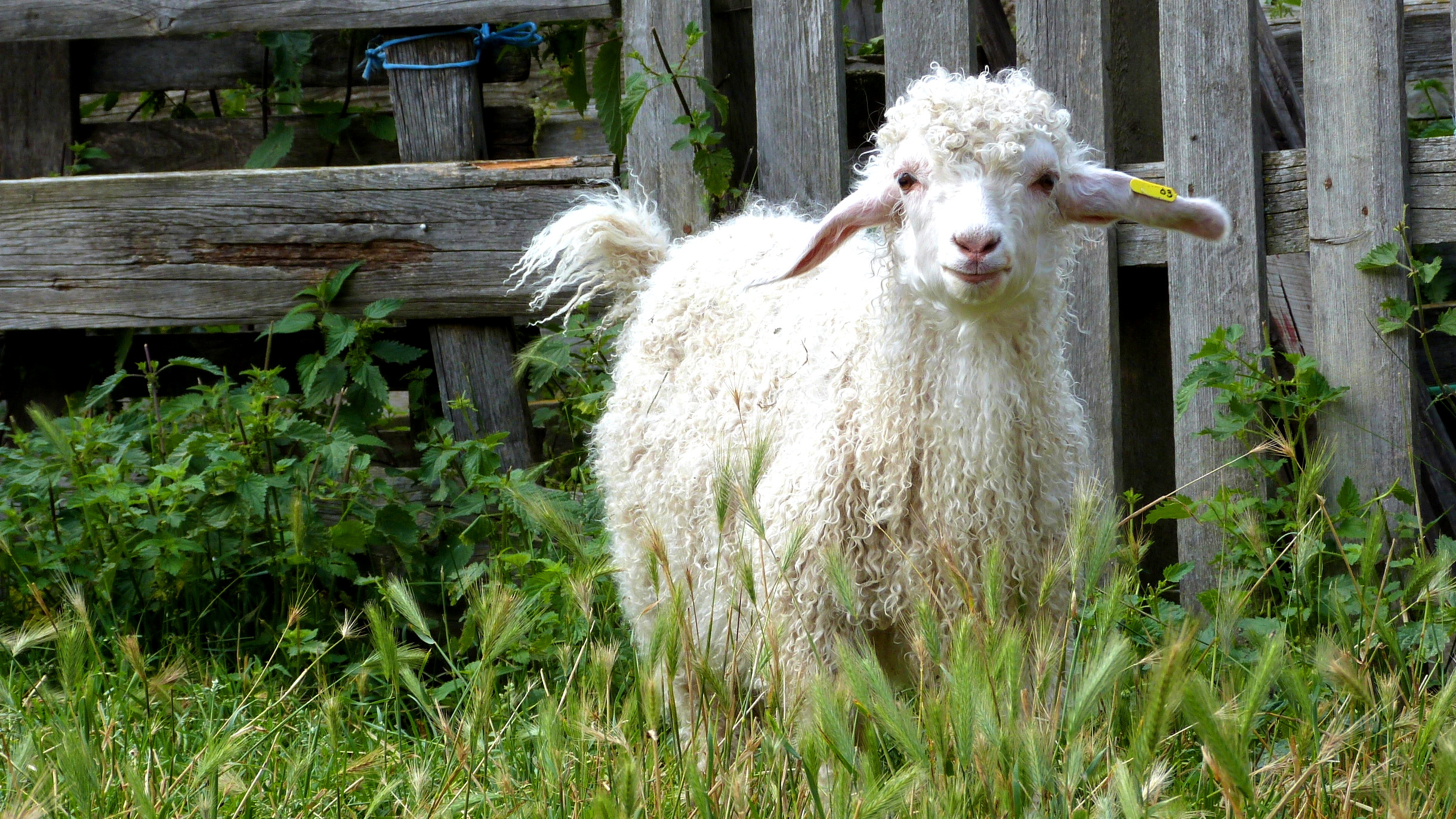 chevre mohair aulon